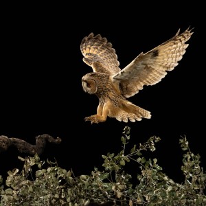 4 Hide de Namen abril 2026-15042026-9P3A7200